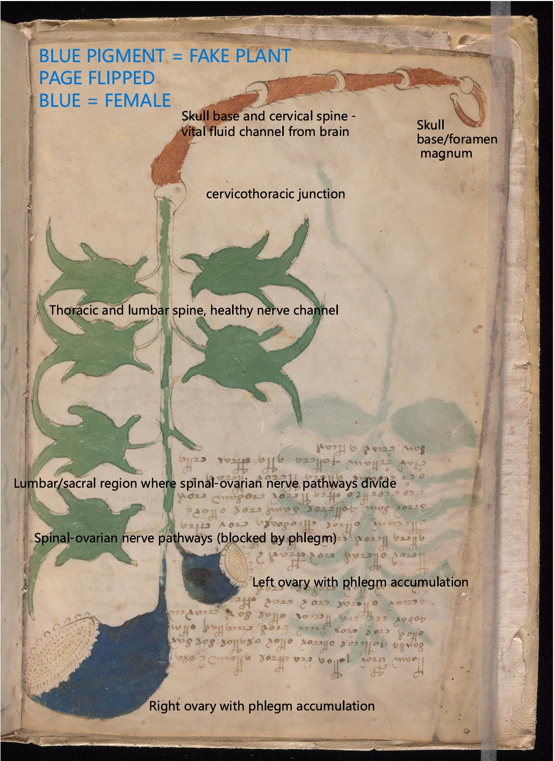Labelled diagram of Folio 3v